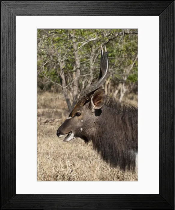 Framed Print : DDE-90022106 Framed Print : DDE-90022106