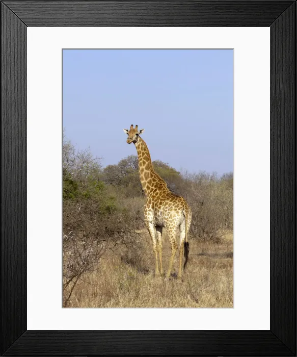 Framed Print : DDE-90022109 Framed Print : DDE-90022109