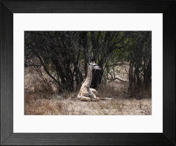 Framed Print : DDE-90022108 Framed Print : DDE-90022108