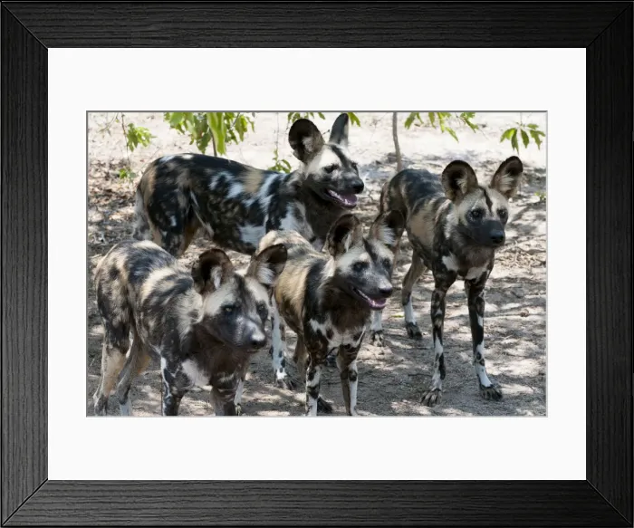 Framed Print : DDE-90022112 Framed Print : DDE-90022112