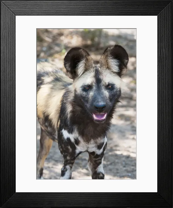 Framed Print : DDE-90022113 Framed Print : DDE-90022113