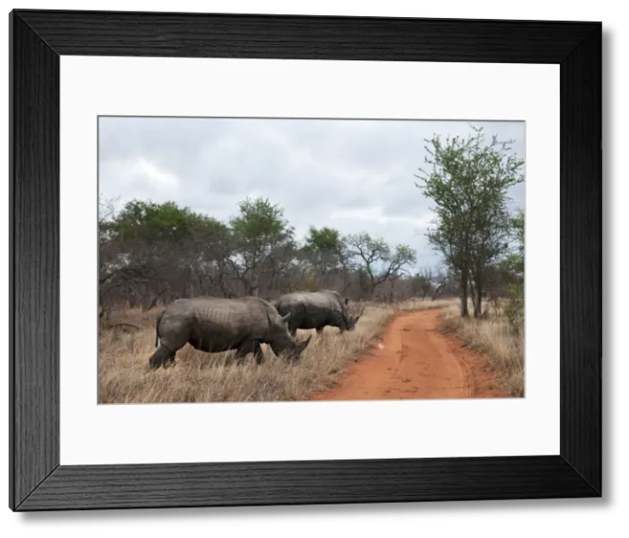 Framed Print : DDE-90022111 Framed Print : DDE-90022111