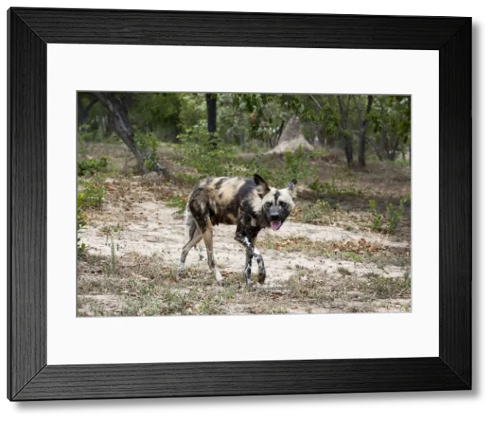 Framed Print : DDE-90022114 Framed Print : DDE-90022114