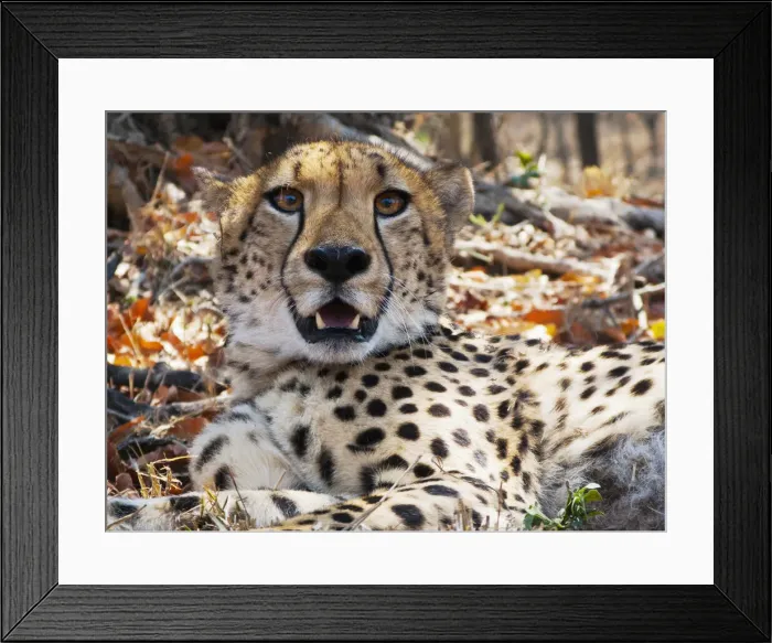 Framed Print : DDE-90022115 Framed Print : DDE-90022115