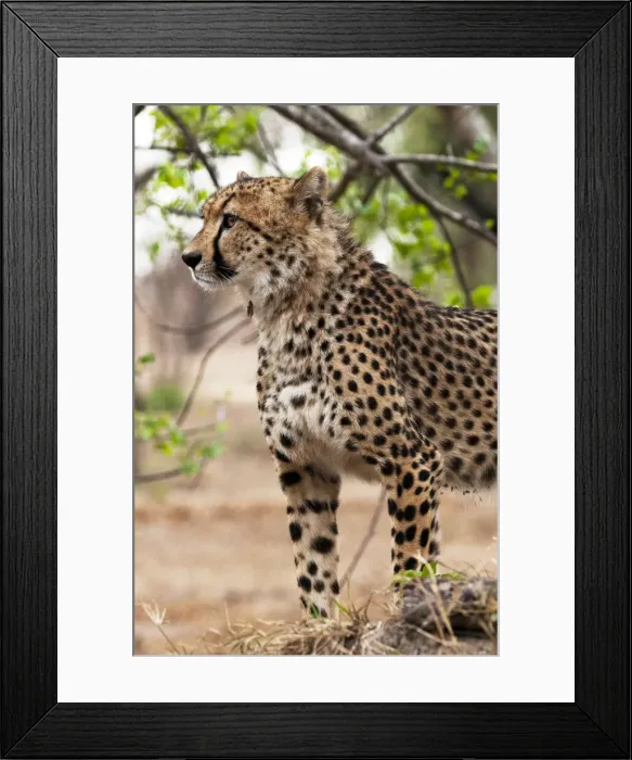 Framed Print : DDE-90022116 Framed Print : DDE-90022116