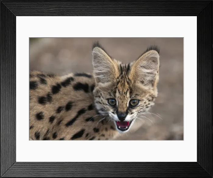 Framed Print : DDE-90022118 Framed Print : DDE-90022118