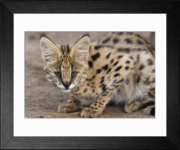 Framed Print : DDE-90022119 Framed Print : DDE-90022119