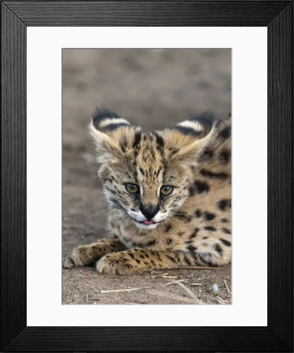 Framed Print : DDE-90022120 Framed Print : DDE-90022120