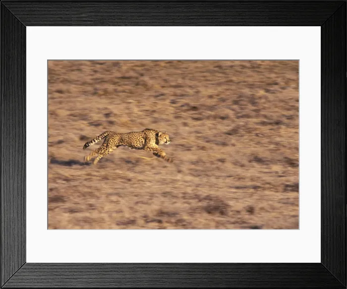 Framed Print : DDE-90022121 Framed Print : DDE-90022121