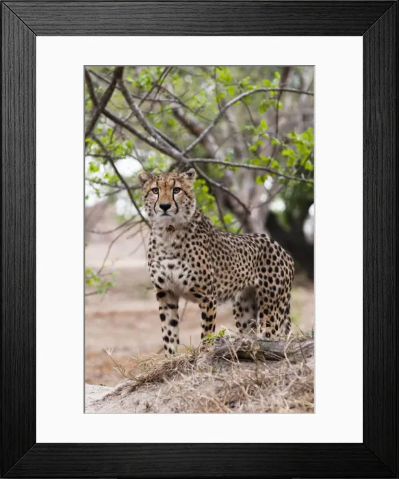 Framed Print : DDE-90022117 Framed Print : DDE-90022117