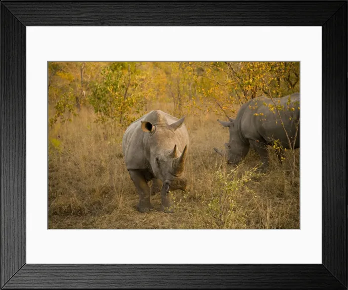Framed Print : DDE-90022123 Framed Print : DDE-90022123