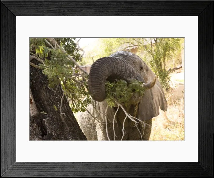 Framed Print : DDE-90022124 Framed Print : DDE-90022124