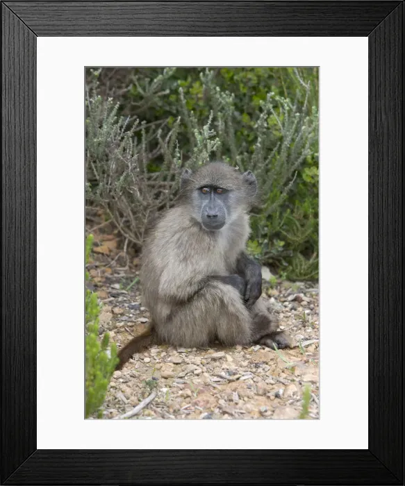 Framed Print : DDE-90022126 Framed Print : DDE-90022126