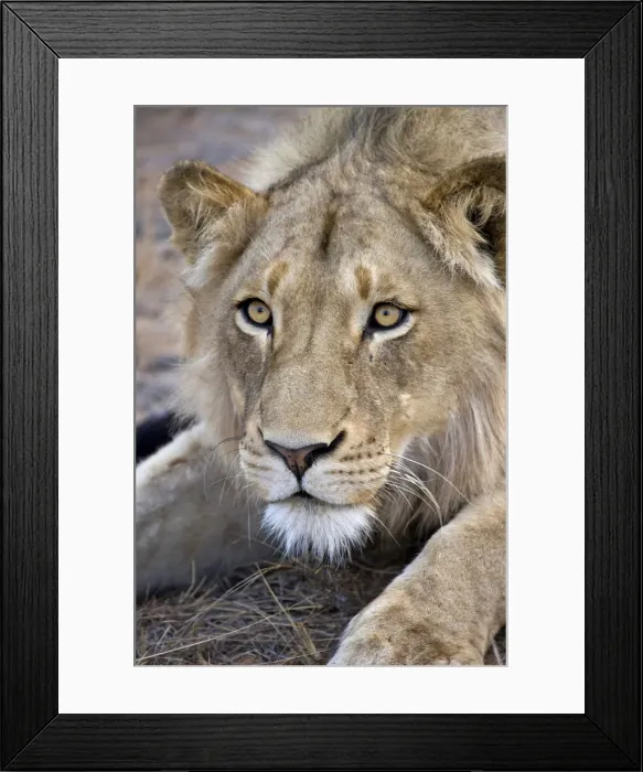 Framed Print : DDE-90022128 Framed Print : DDE-90022128