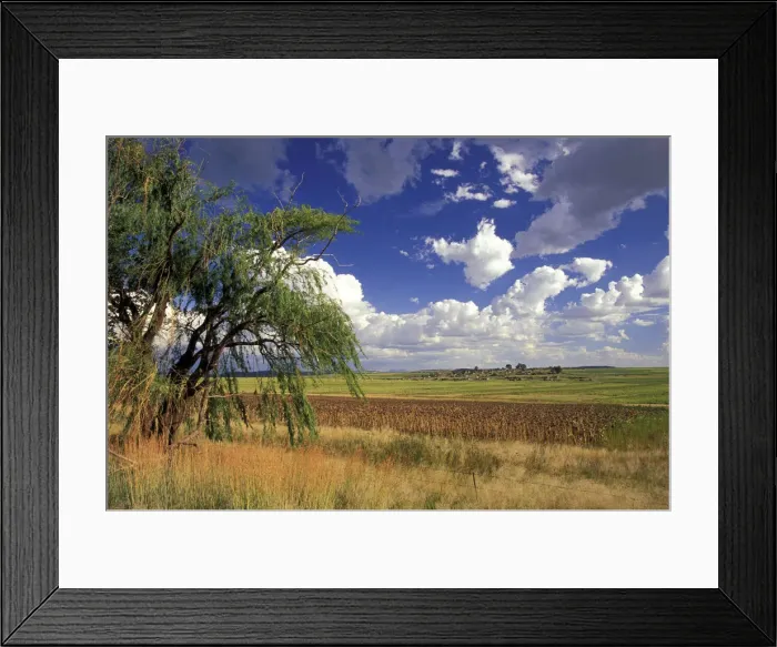 Framed Print : DDE-90022131 Framed Print : DDE-90022131