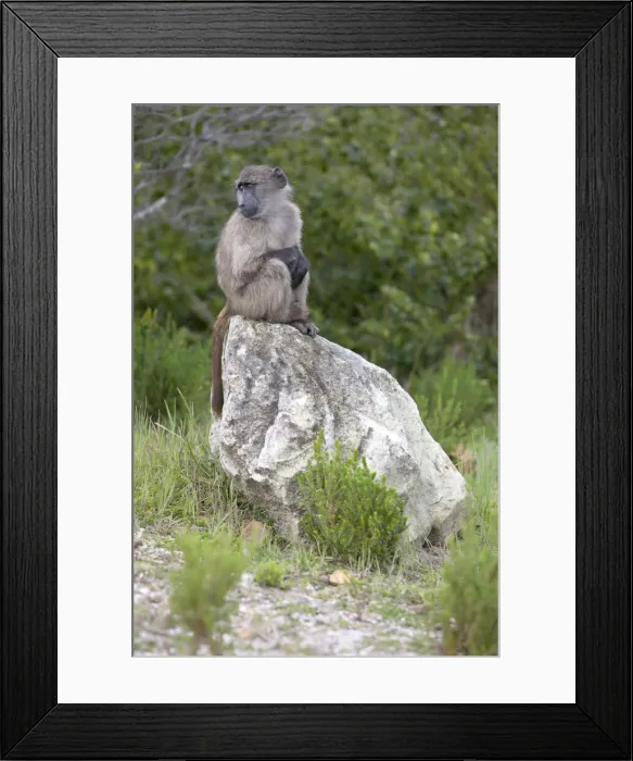 Framed Print : DDE-90022127 Framed Print : DDE-90022127