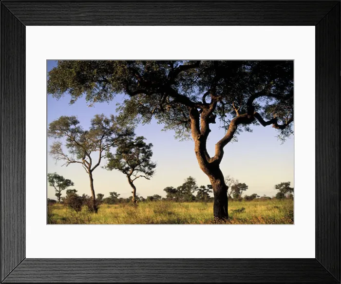 Framed Print : DDE-90022134 Framed Print : DDE-90022134