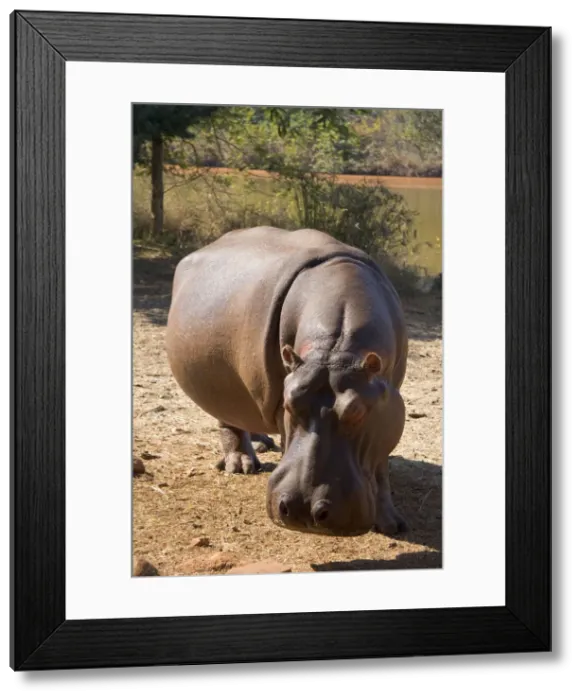 Framed Print : DDE-90022143 Framed Print : DDE-90022143