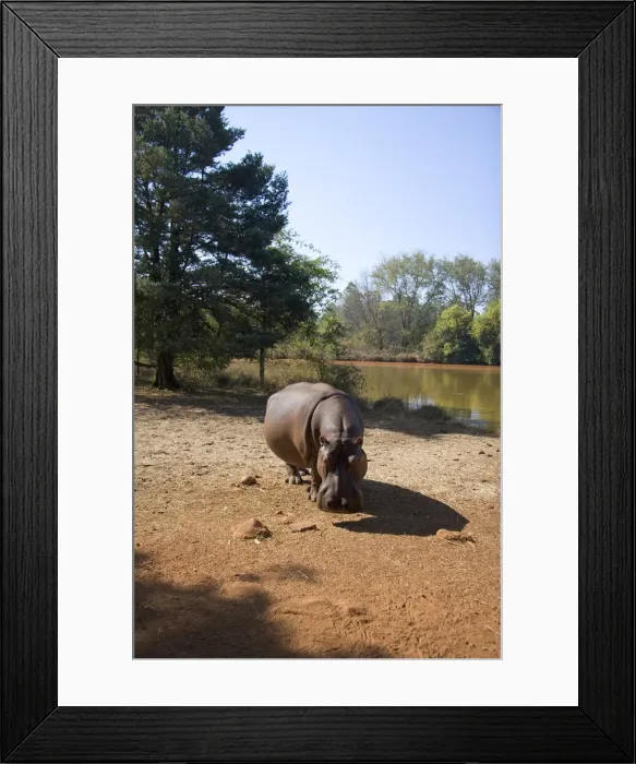 Framed Print : DDE-90022144 Framed Print : DDE-90022144