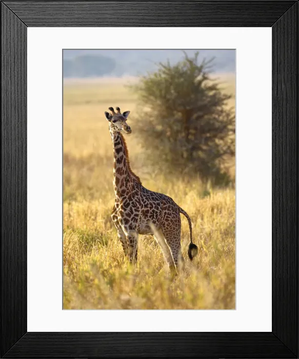 Framed Print : DDE-90022148 Framed Print : DDE-90022148