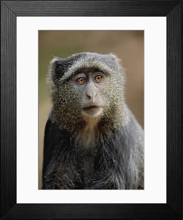Framed Print : DDE-90022150 Framed Print : DDE-90022150