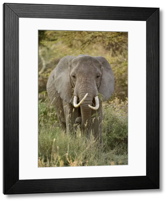 Framed Print : DDE-90022152 Framed Print : DDE-90022152