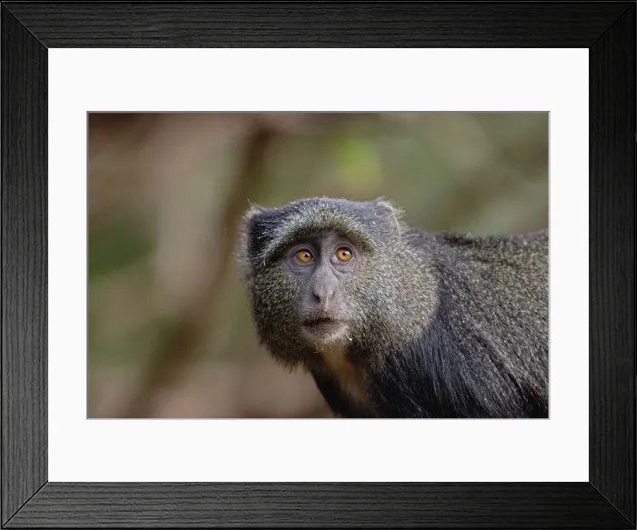 Framed Print : DDE-90022151 Framed Print : DDE-90022151
