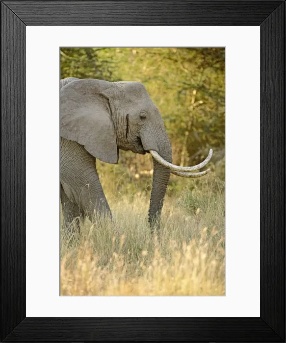 Framed Print : DDE-90022154 Framed Print : DDE-90022154