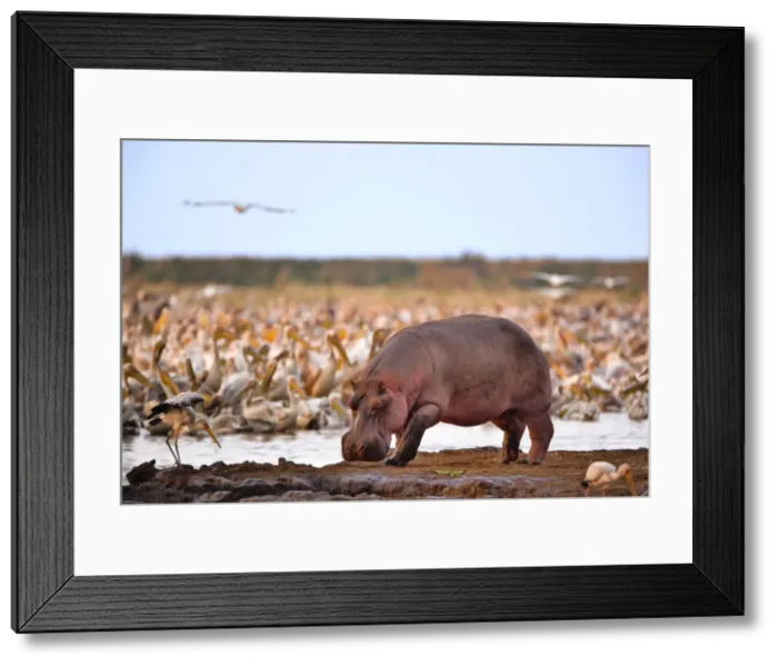 Framed Print : DDE-90022155 Framed Print : DDE-90022155