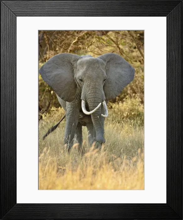 Framed Print : DDE-90022153 Framed Print : DDE-90022153