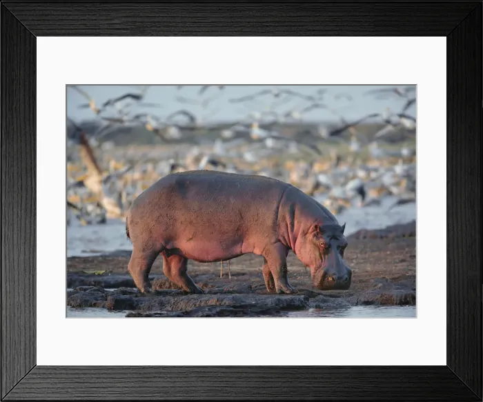 Framed Print : DDE-90022156 Framed Print : DDE-90022156