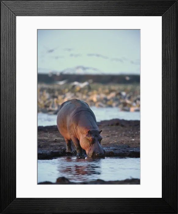 Framed Print : DDE-90022157 Framed Print : DDE-90022157
