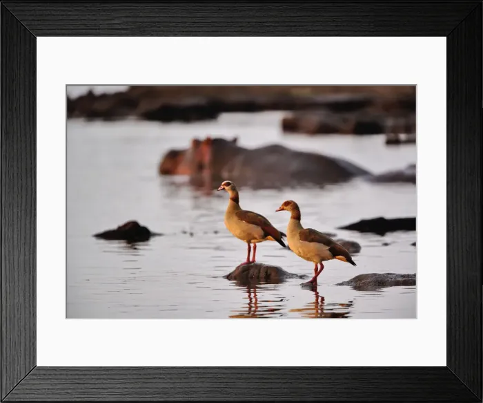 Framed Print : DDE-90022159 Framed Print : DDE-90022159