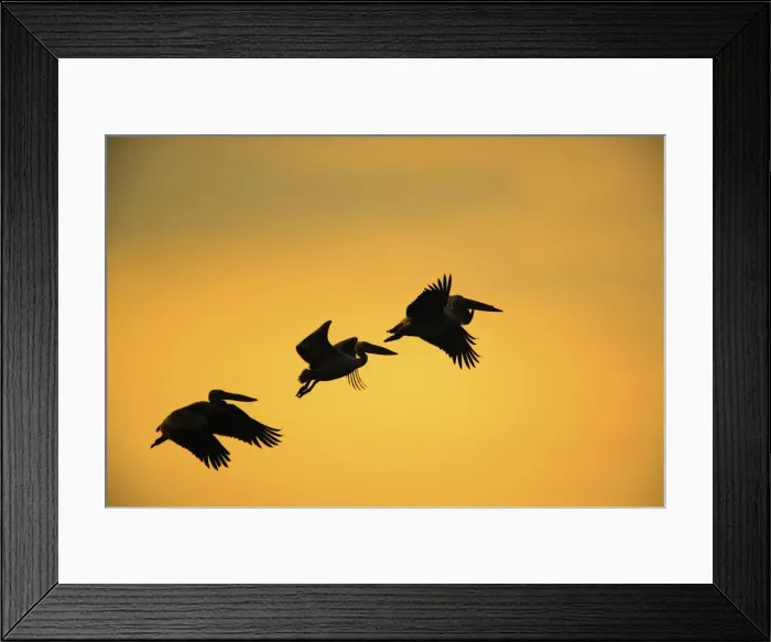 Framed Print : DDE-90022160 Framed Print : DDE-90022160