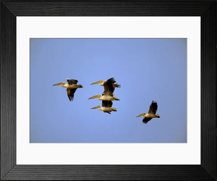 Framed Print : DDE-90022162 Framed Print : DDE-90022162