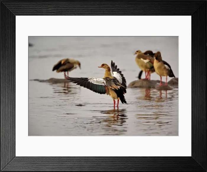 Framed Print : DDE-90022161 Framed Print : DDE-90022161