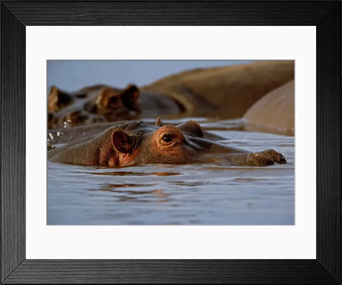 Framed Print : DDE-90022165 Framed Print : DDE-90022165
