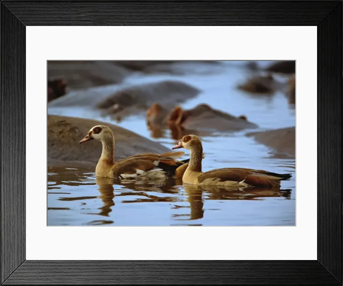 Framed Print : DDE-90022163 Framed Print : DDE-90022163
