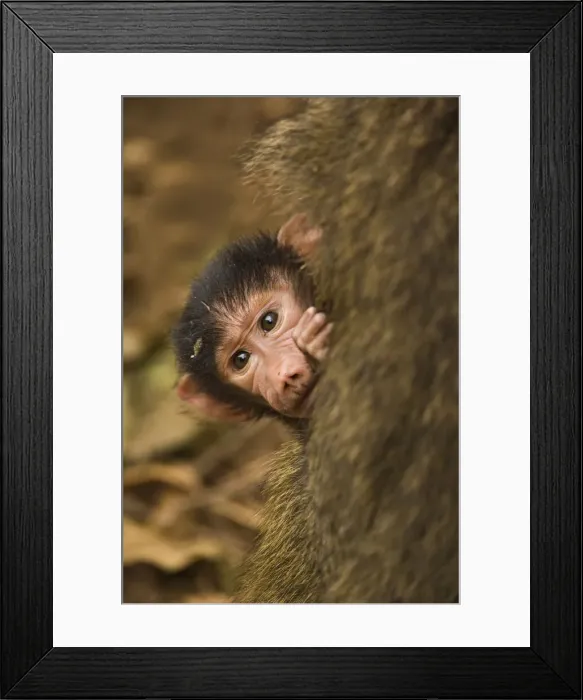 Framed Print : DDE-90022167 Framed Print : DDE-90022167