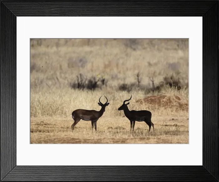 Framed Print : DDE-90022170 Framed Print : DDE-90022170