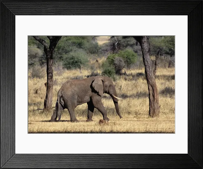 Framed Print : DDE-90022169 Framed Print : DDE-90022169