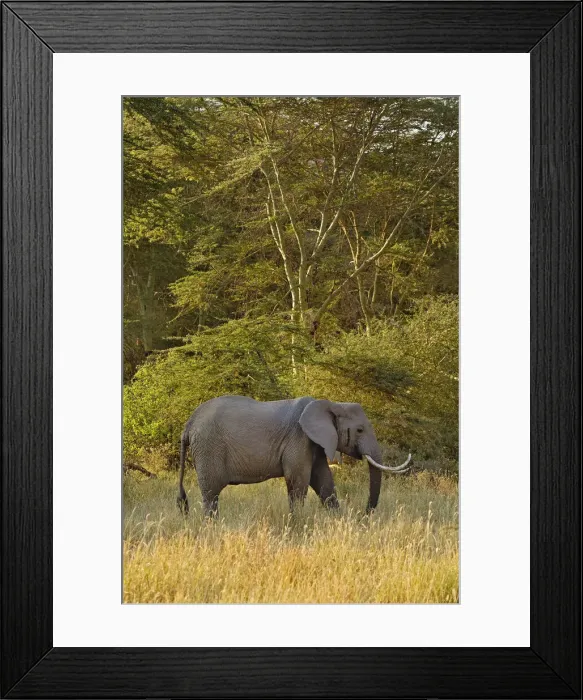 Framed Print : DDE-90022171 Framed Print : DDE-90022171