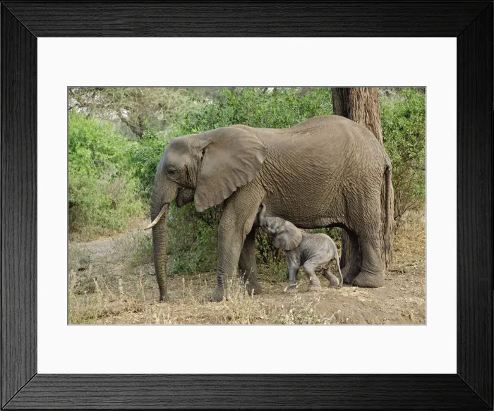 Framed Print : DDE-90022172 Framed Print : DDE-90022172