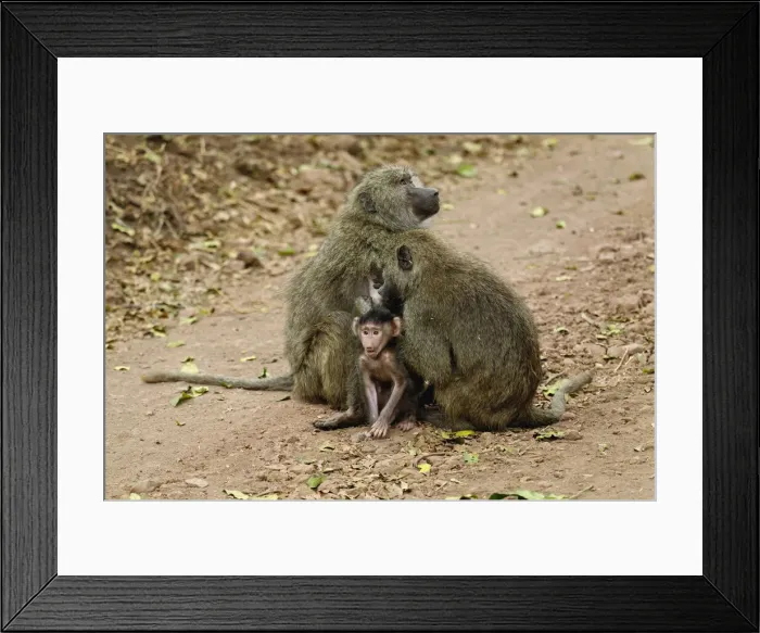 Framed Print : DDE-90022173 Framed Print : DDE-90022173