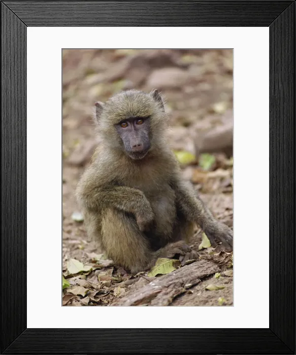 Framed Print : DDE-90022174 Framed Print : DDE-90022174
