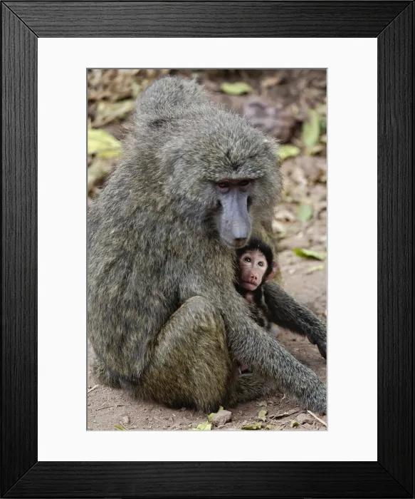 Framed Print : DDE-90022175 Framed Print : DDE-90022175