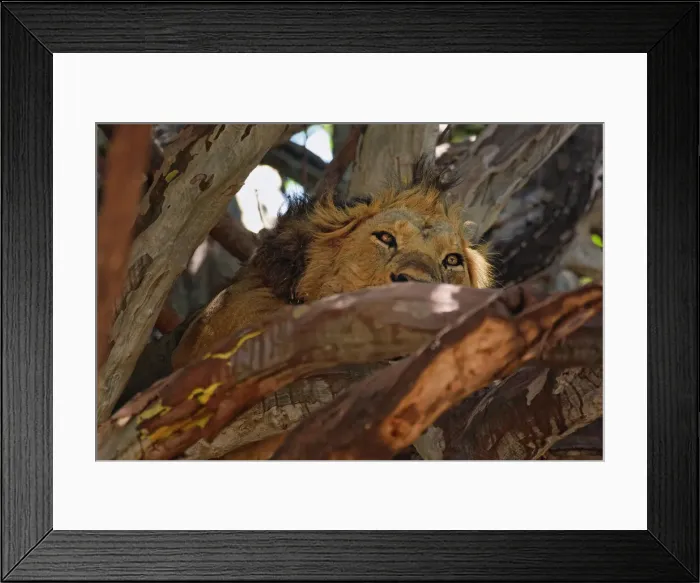 Framed Print : DDE-90022176