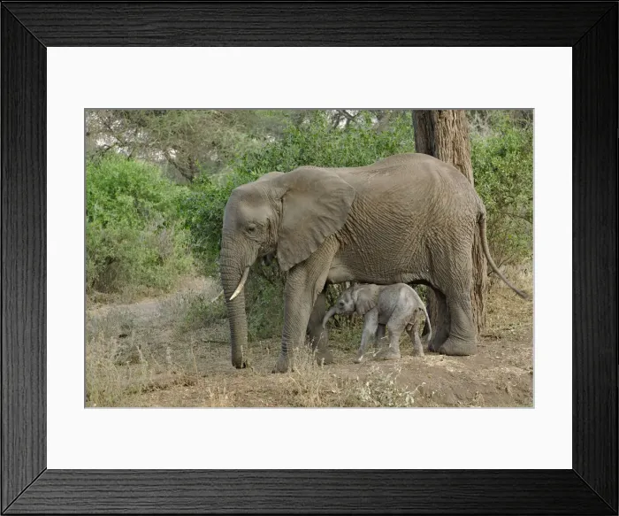 Framed Print : DDE-90022181 Framed Print : DDE-90022181