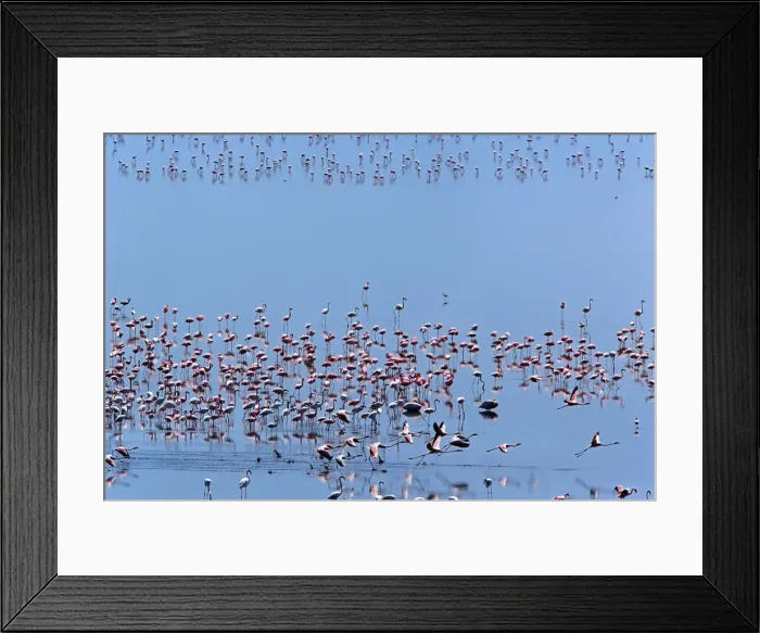 Framed Print : DDE-90022182 Framed Print : DDE-90022182