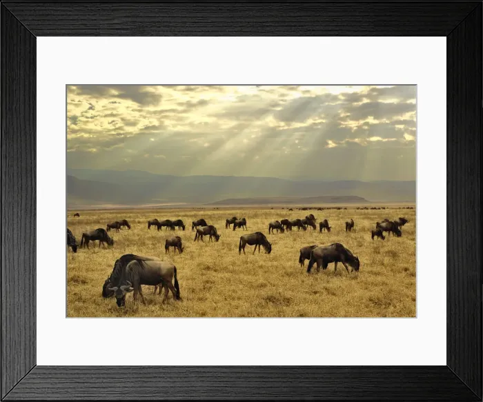 Framed Print : DDE-90022189 Framed Print : DDE-90022189
